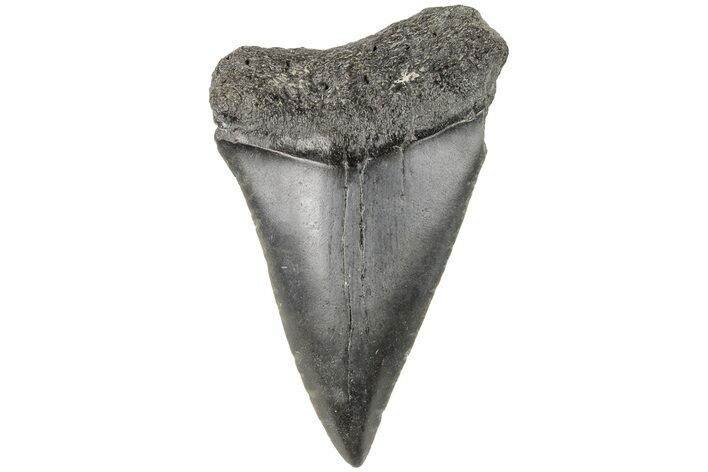 Fossil Broad-Toothed Mako Tooth - South Carolina #204767